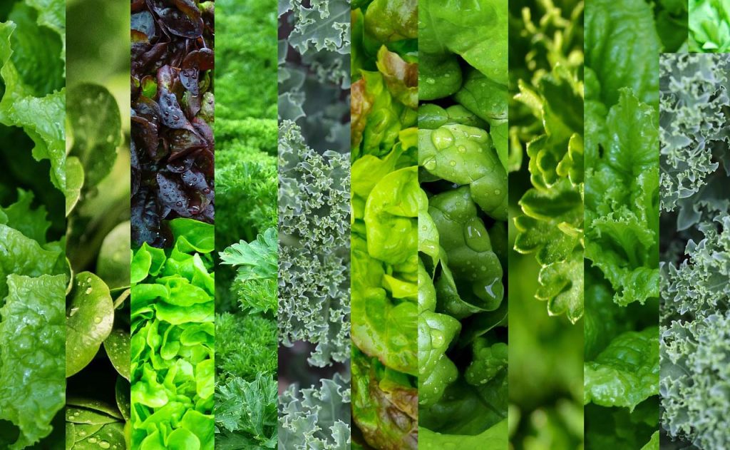 Calcium Vegan Diet