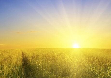 Vitamin D Vegan Diet